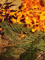 Herbs close up