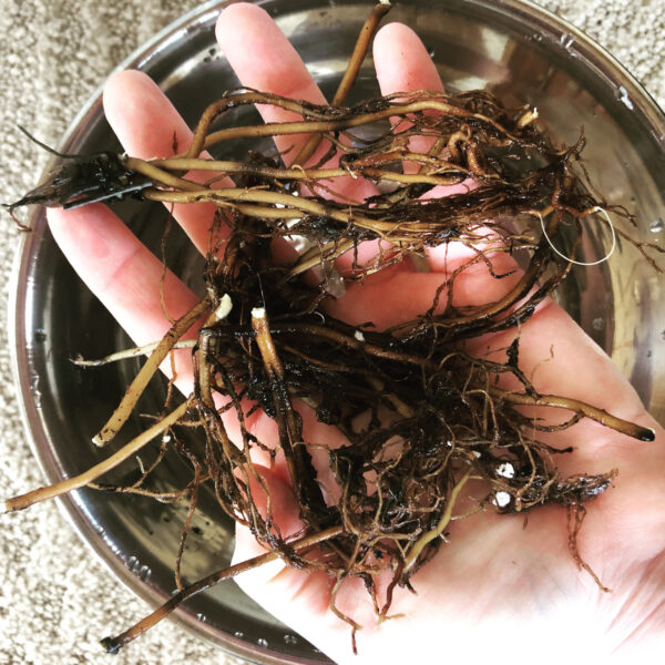 Mothe Algol Roots Oil Incense Powder Eye taliismans Hellebore Mothe Algol Roots Oil Incense Powder Eye taliismans Hellebore