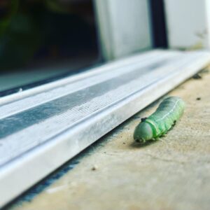 Exalted Mercury Caterpillar 2