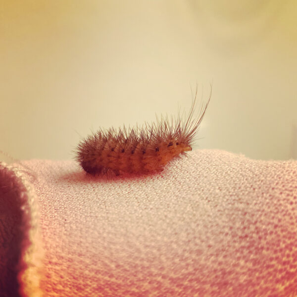 Exalted Mercury Caterpillars Exalted Mercury Caterpillars