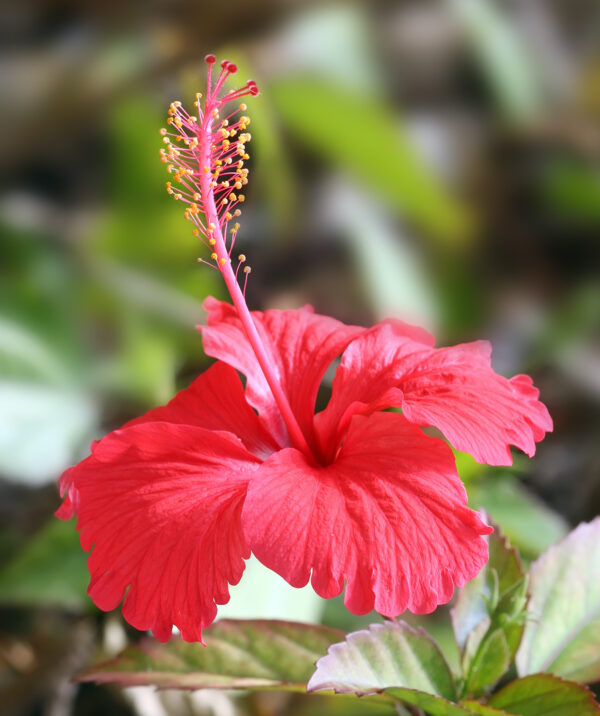 Hibiscus_flower_TZ Hibiscus_flower_TZ