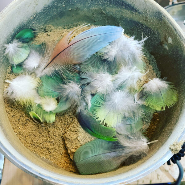 Mercury in Gemini parrot feathers main series incense powder Mercury in Gemini parrot feathers main series incense powder