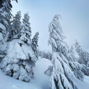 Saturn in Aquarius Frozen Trees