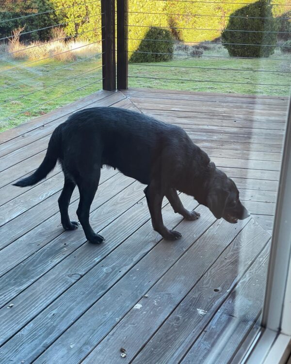 Mars-Jupiter hunting hound dog Mars-Jupiter hunting hound dog