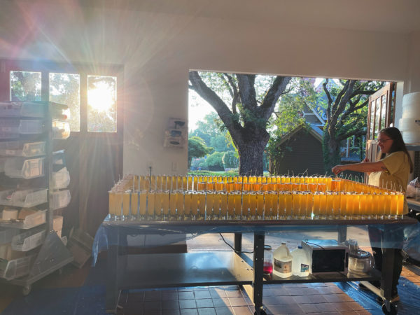 Golden Sol Sun in Leo Sphere and Sundry Sun Candles Golden Sol Sun in Leo Sphere and Sundry Sun Candles