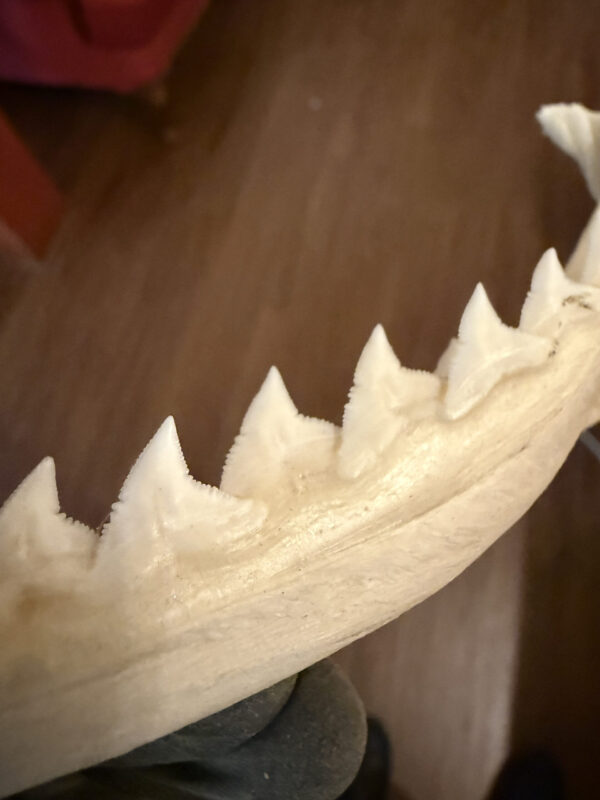 Shark 2 Shark 2