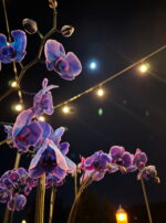 Exalted Jupiter in Cancer Talismanic Materia flowers