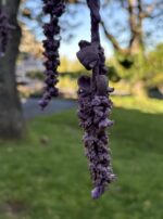 IMG_8492