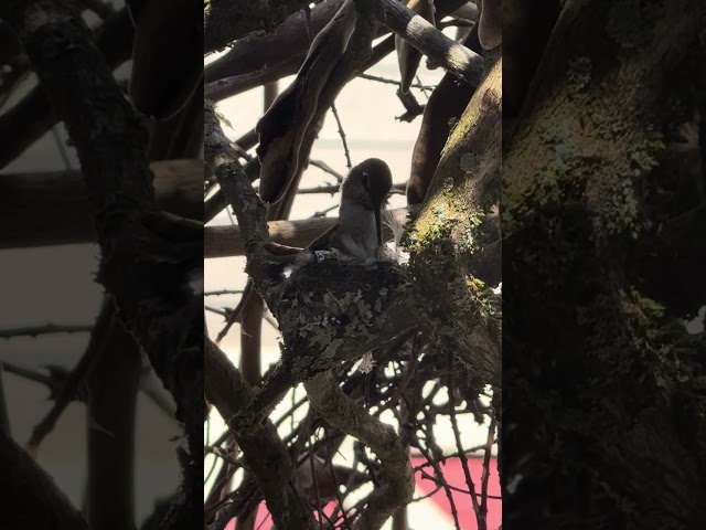 Spica Hummingbird